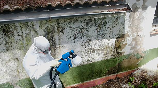 Mold Removal service in Hughesville